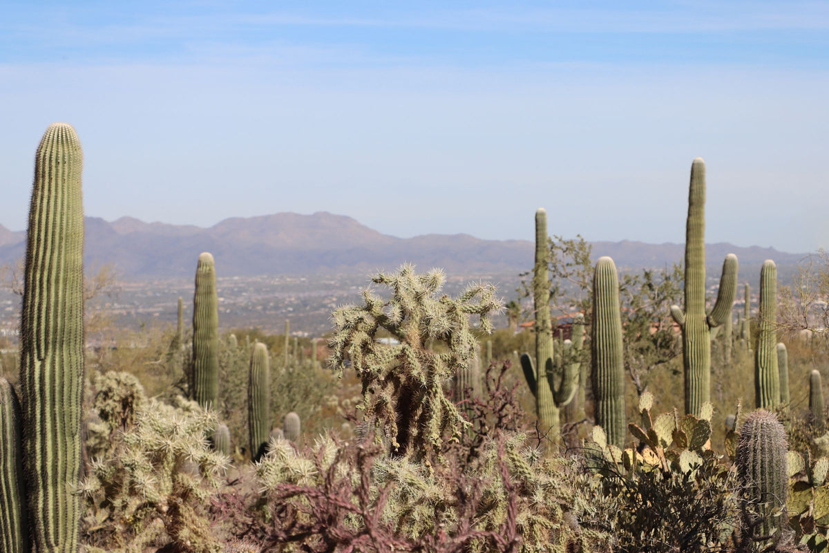 Tucson, AZ
